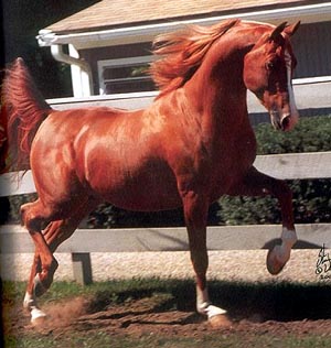 WA Phoenix