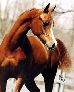 WA Phoenix