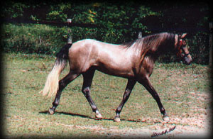 Valiente