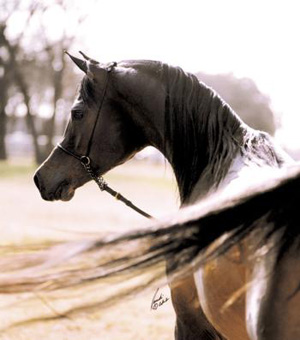 HOF Royal Star CH