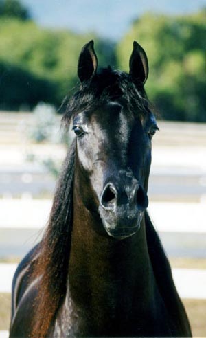 HOF Wonder Of Ofir