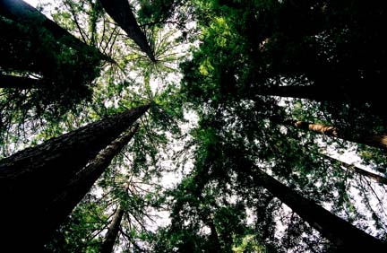 john muir woods