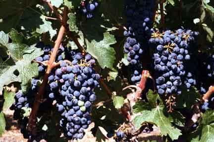 grapes