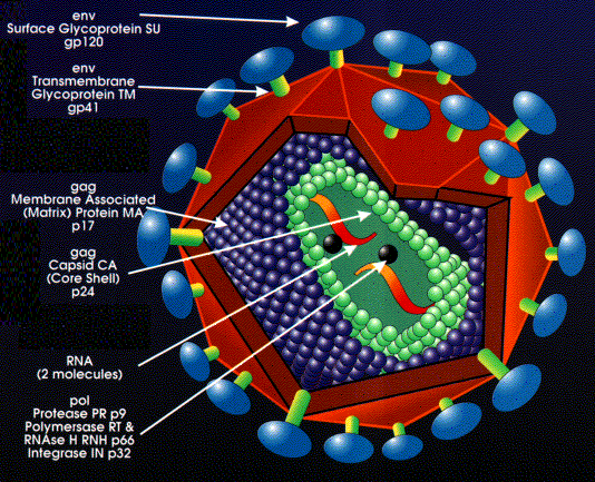 Structure of HIV-1 virion