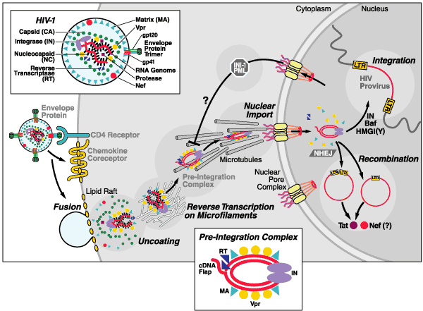 biology and life cycle of hiv Hiv-1 replication cycle the latter steps of the hiv-1 life cycle chuang, cy, jeang, kt, and huang, lm molecular biology of human immunodeficiency virus. biology and life cycle of hiv Hiv-1 replication cycle the latter steps of the hiv-1 life cycle chuang, cy, jeang, kt, and huang, lm molecular biology of human immunodeficiency virus.