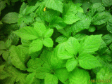 Premium Quality Of Jiaogulan 100 %- JIAOGULAN FROM CHIANGMAI NORTHERN THAILAND