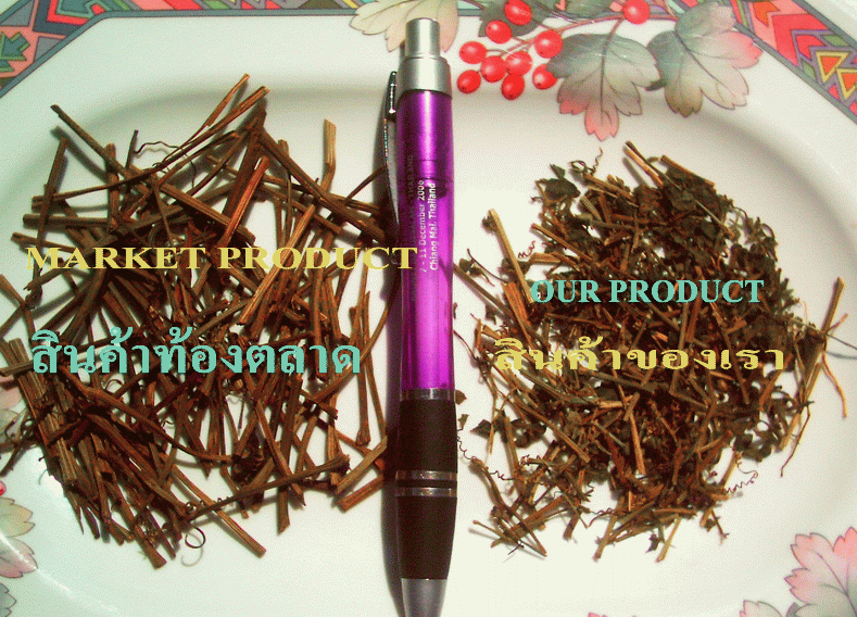 Premium Quality Of Jiaogulan 100 %- JIAOGULAN FROM CHIANGMAI NORTHERN THAILAND and Market Jiaogulan