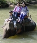 ChiangMai Tour 5 : Chiang Mai elephant at work enjoy your trip with local Chiang Mai elephant and Chiang Mai elephant trainner see how these animal so wonderful optinal for any tourist who want to experience to get the elephant ride around the jungle