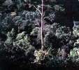 ChiangMai Tour - ChiangMai Tour Guide : Thailand ChiangMai Quality Tour - ChiangMai Tour To Easy Trek