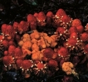 ChiangMai Tour 9 - ChiangMai Tour To Chiang Mai National Park Tour