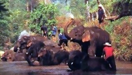 ChiangMai Tour 8 - ChiangMai Tour To South Elephant Safari Tour