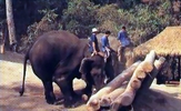 การฝึกช้าง ทำไม้-ChiangMai Tour 7 - ChiangMai Tour To Elephant Conservation Center