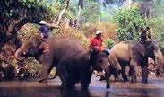 ChiangMai Tour 8 - To South Elephant Safari Tour