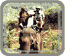 ��ͧ������ԧ͹��ѡ�� : Elephant Trek