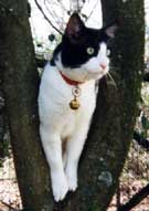 gatto su un albero