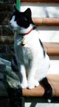 Art&ugrave;, uno dei due miei gatti  e fedele amico