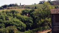paesaggio toscano con vigne ed alberi