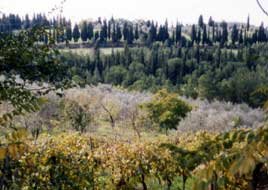 torre del comune di Greve