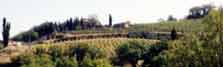 paesaggio con vigne e cipressi