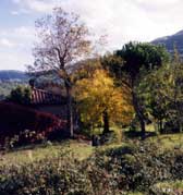 alberi in fiore