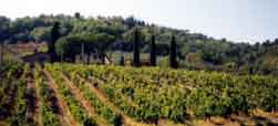 bosco e vigna