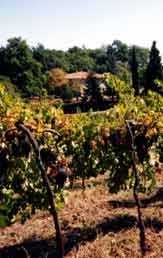 vigne e casa colonica sullo sfondo