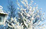 ciliegio in fiore