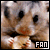hamster fan