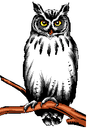 owl