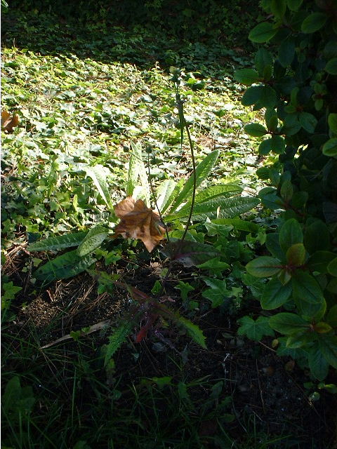 aplant.JPG (112394 bytes)