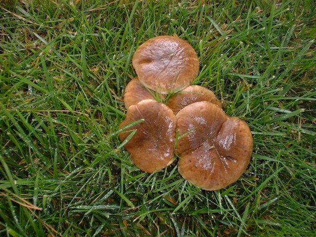 fungus.jpg (221429 bytes)