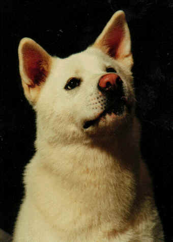 Enter Chienon