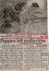 houndpupssaved.jpg (7771 bytes)