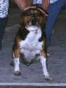 bailey.jpg (1240 bytes)