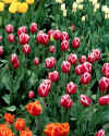 fieldtulipsntr.jpg (144126 bytes)