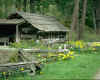 forestcabinntr.jpg (107853 bytes)