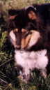 lassie.jpg (2580 bytes)