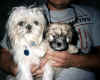 puppiesntr.jpg (79683 bytes)