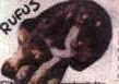 rufus.jpg (2257 bytes)