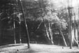 Bosque de Zapallar (V Regi�n)