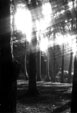Bosque de Zapallar (V Regi�n)