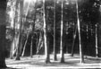 Bosque de Zapallar (V Regi�n)