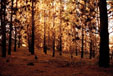 Bosque de pinos (Con-Con V Regi�n)