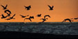 Gaviotas (playa Ritoque V Regi�n