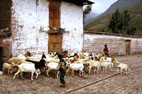 Imagenes de Cusco y Pisac