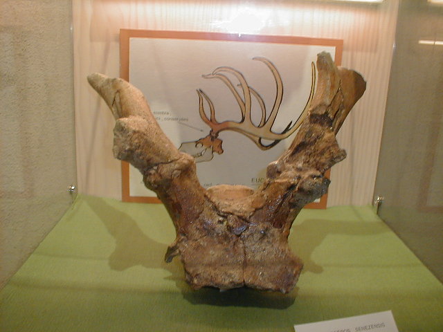 schedel Eucladoceros ctenoides