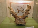 schedel Eucladoceros ctenoides