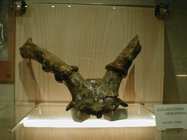 schedel Eucladoceros ctenoides
