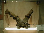 schedel Eucladoceros ctenoides