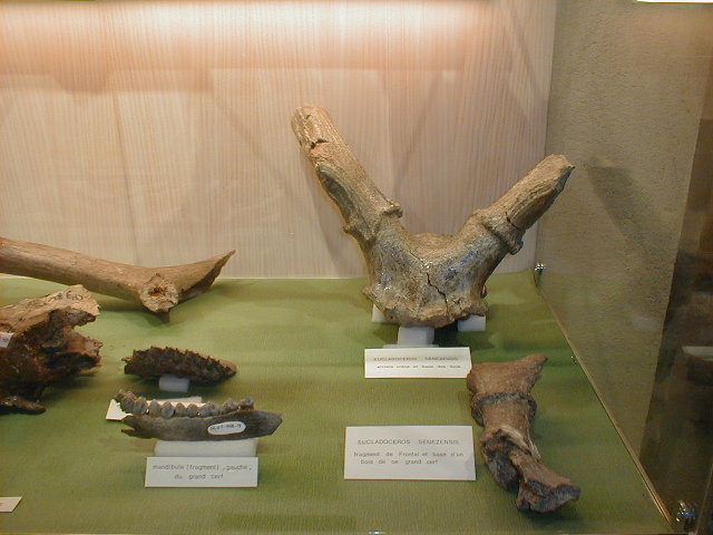 fossielen van Eucladoceros ctenoides